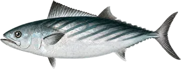 Atlantic bonito