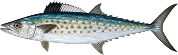 West African Spanish mackerel