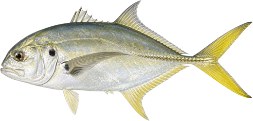 La Carangue crevalle