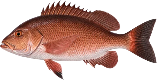 Le Vivaneau guinéen