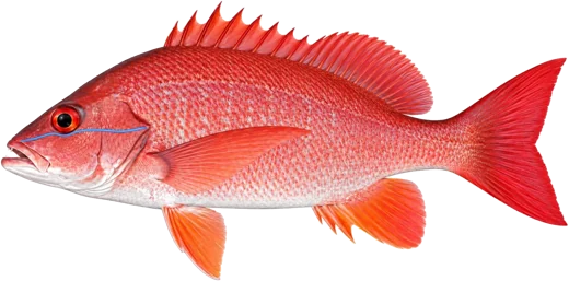 Le Vivaneau de Gorée