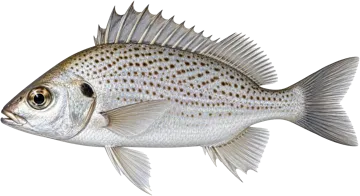 Grogneur sompat (Sompat grunt)