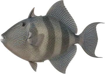 Baliste cabri (Grey triggerfish)