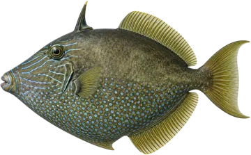 Baliste à taches (Bluespotted triggerfish)