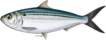 La Sardinelle plate