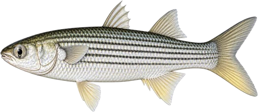 Flathead grey mullet
