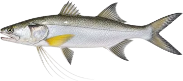Grand capitaine (Giant African threadfin)