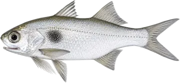 Petit capitaine (Lesser African threadfin)