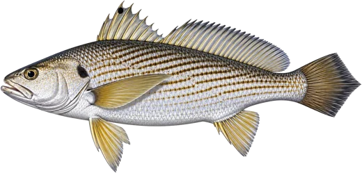 Cassava croaker