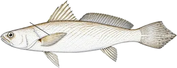 Otolithe nanka (Longneck croaker)