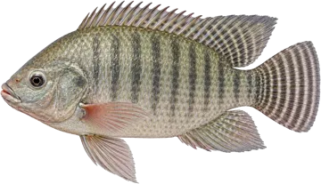 Le Tilapia du Nil