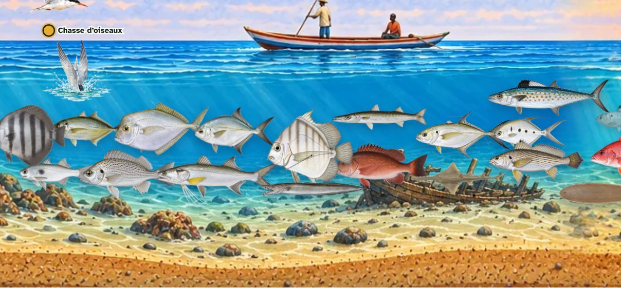 Painted cross-section from river to open ocean: fresh water, lagoon, channel, coast, shelf, slope and open ocean