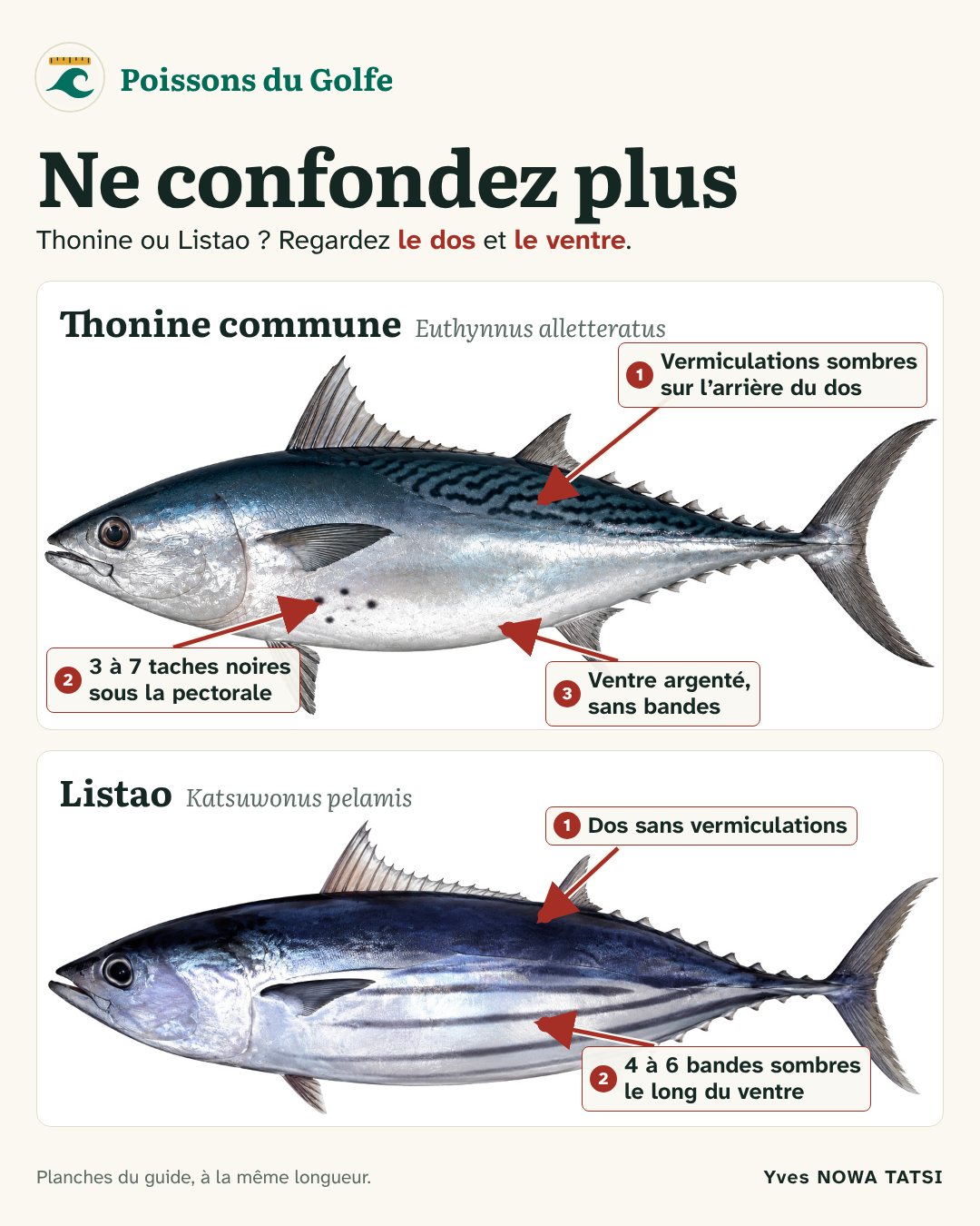 Little tunny or skipjack tuna: look at the back and the belly.