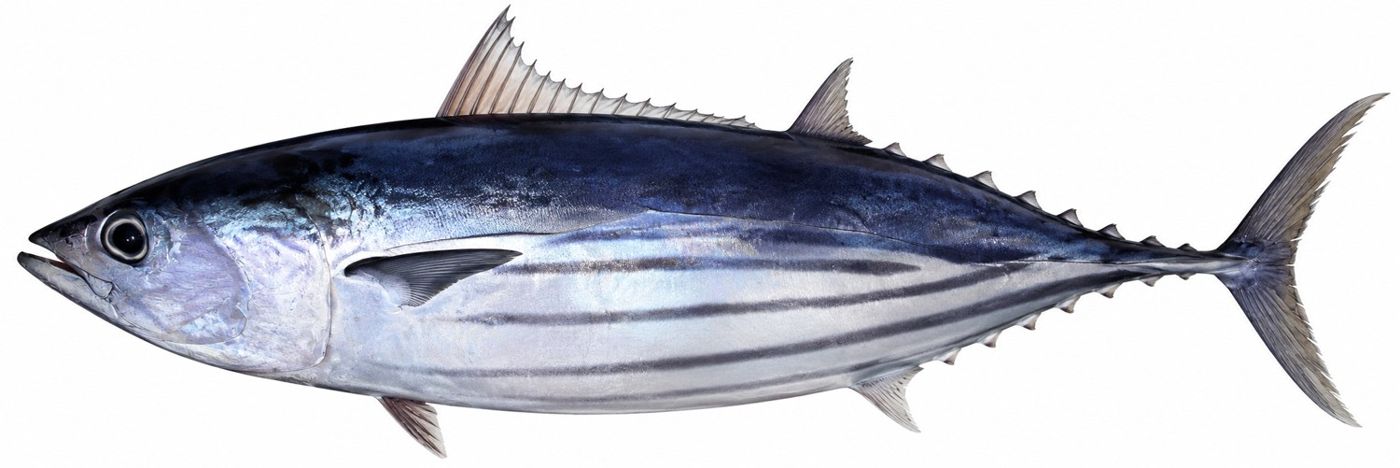 Identification plate: Skipjack tuna