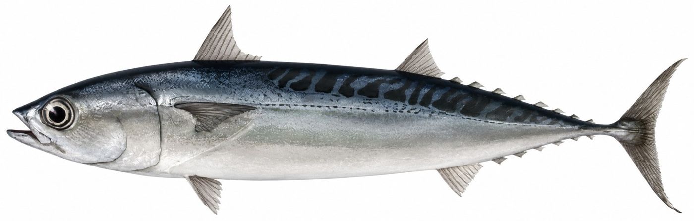 Identification plate: Bullet tuna