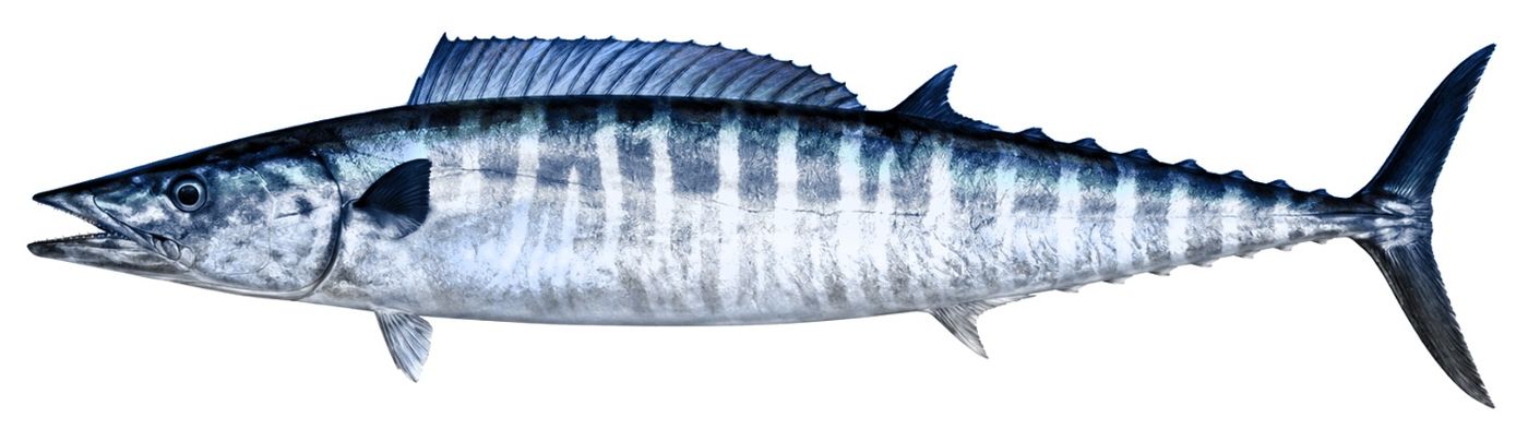 Planche d’identification : Le Thazard noir (Wahoo)