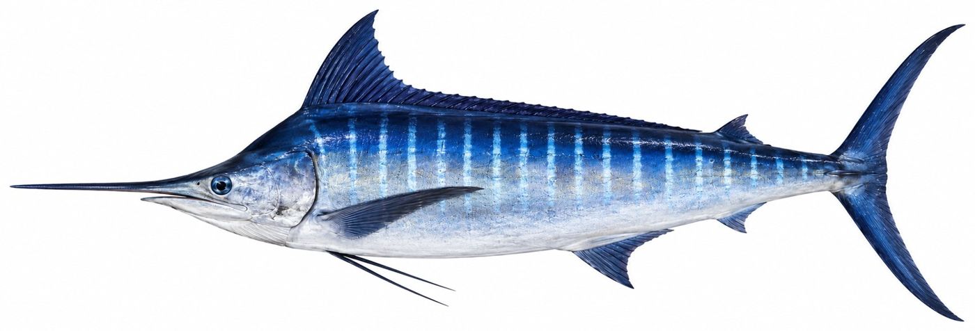 Planche d’identification : Le Marlin bleu de l’Atlantique
