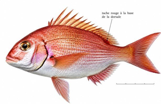 Planche d’identification : Le Denté du Canaries