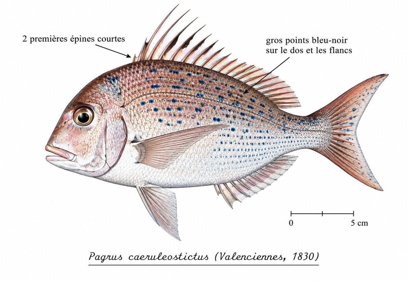 Planche d’identification : Le Pagre à points bleus