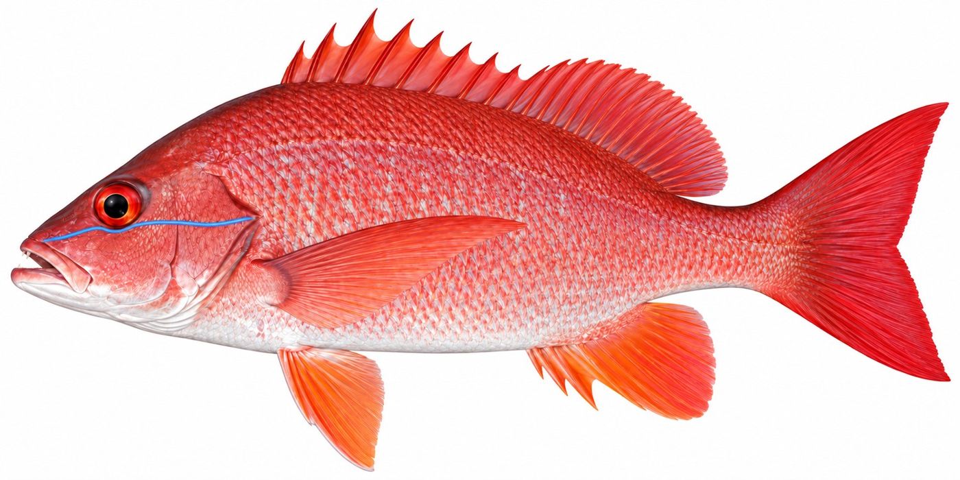 Identification plate: Vivaneau de Gorée (Gorean snapper)