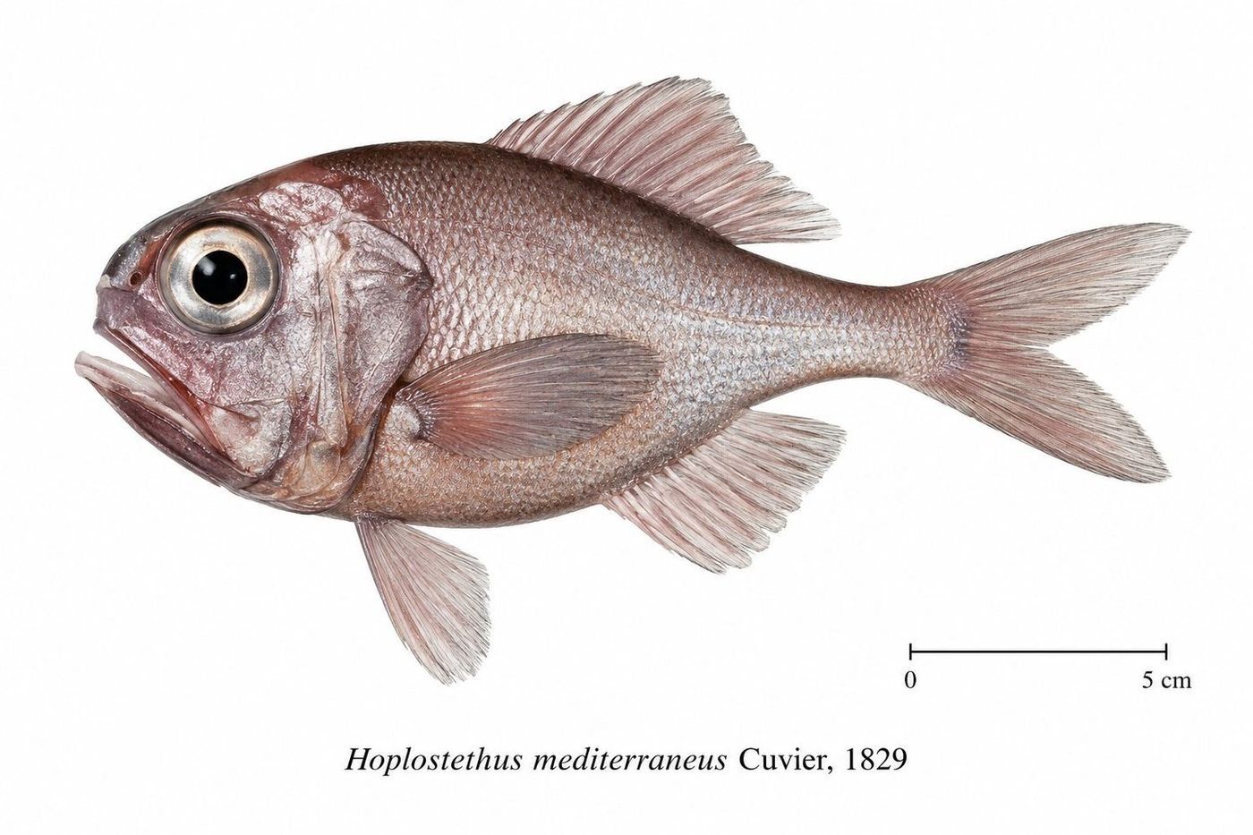 Identification plate: Hoplostète (Mediterranean slimehead)