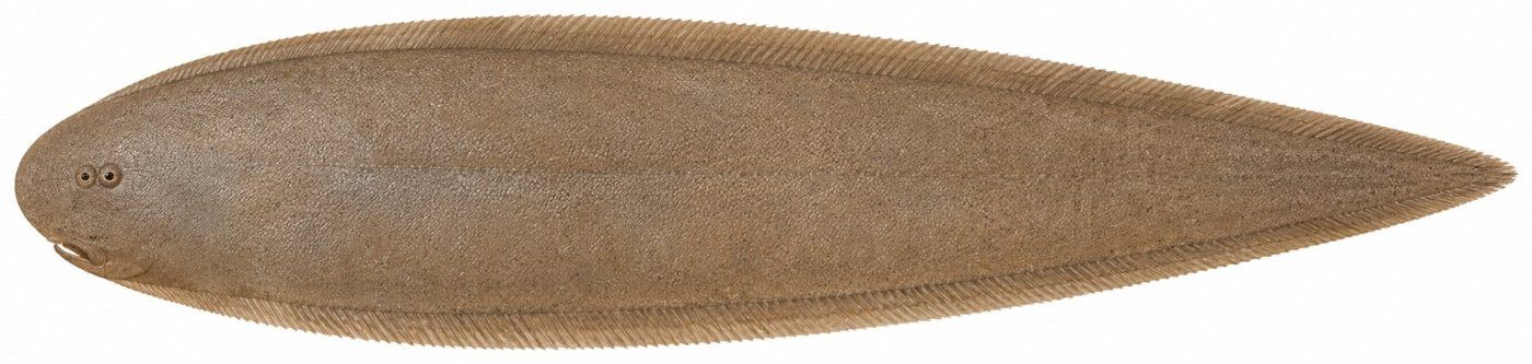 Identification plate: Sole-langue de Monod (Guinean tonguesole)