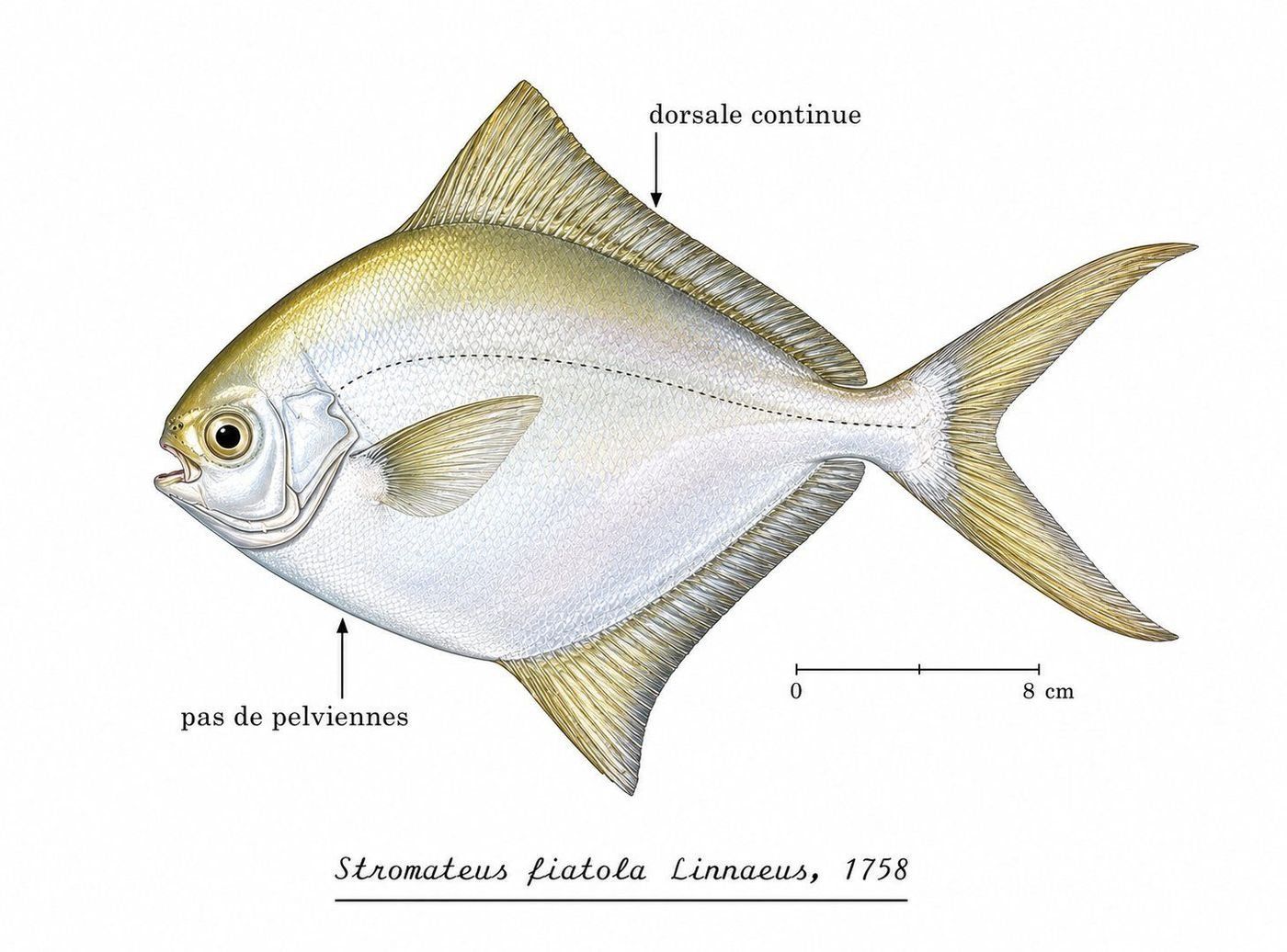 Identification plate: Fiatole (Blue butterfish)