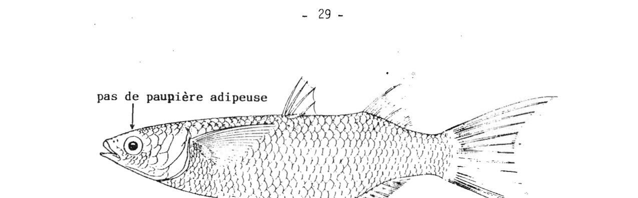 Identification plate: Mulet curème (Sicklefin mullet)