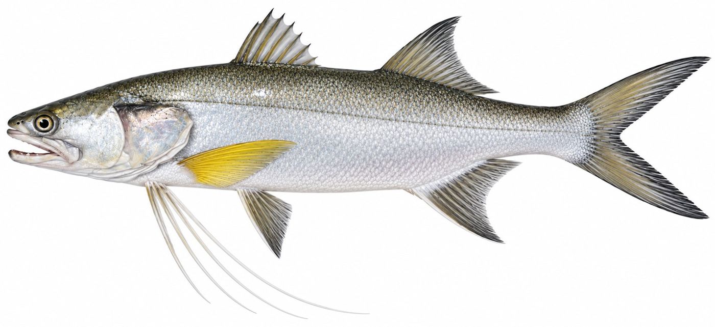 Identification plate: Grand capitaine (Giant African threadfin)