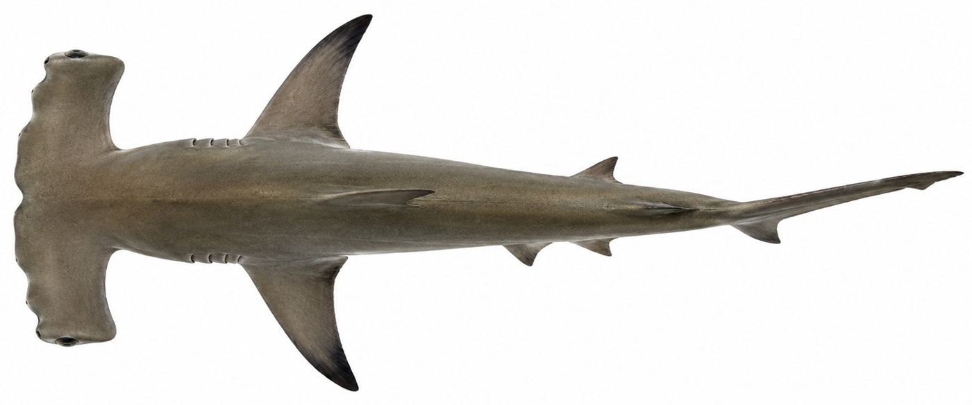 Identification plate: Requin-marteau halicorne (Scalloped hammerhead)