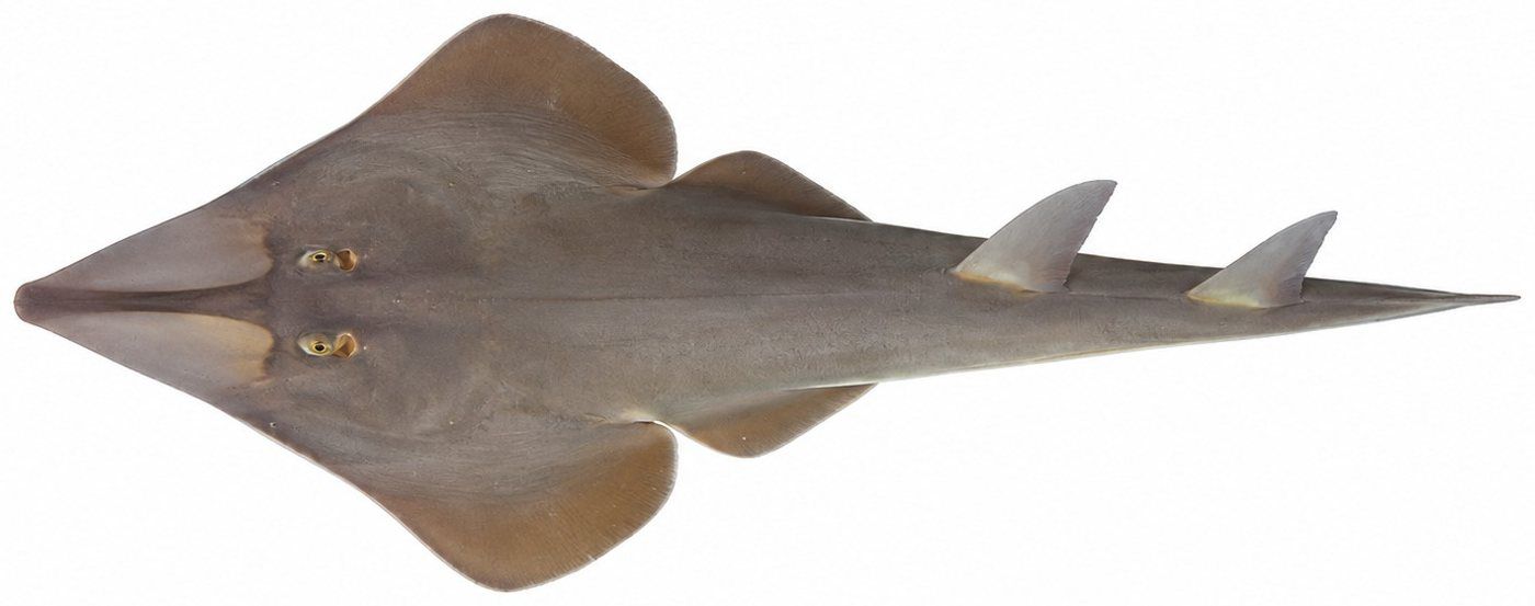 Identification plate: Common guitarfish