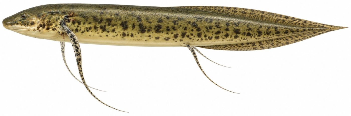 Planche d’identification : Le Protoptère