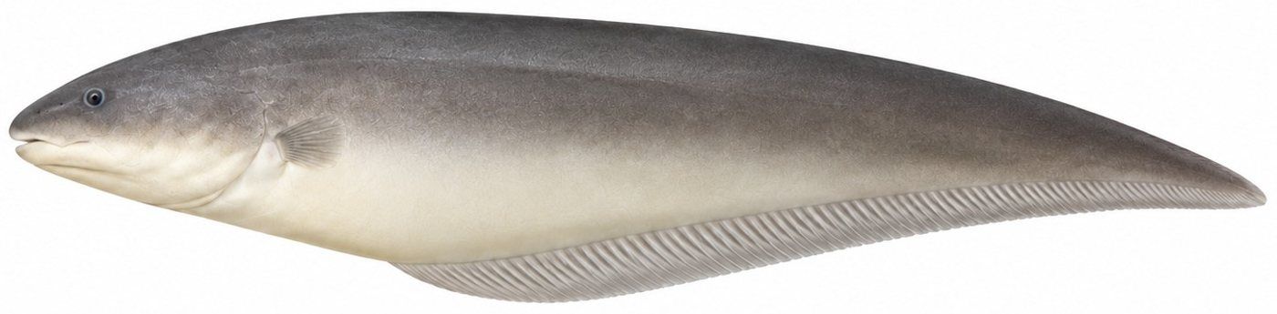 Identification plate: Aba aba, African knifefish