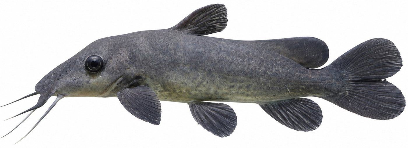 Planche d’identification : Le Poisson-chat casqué